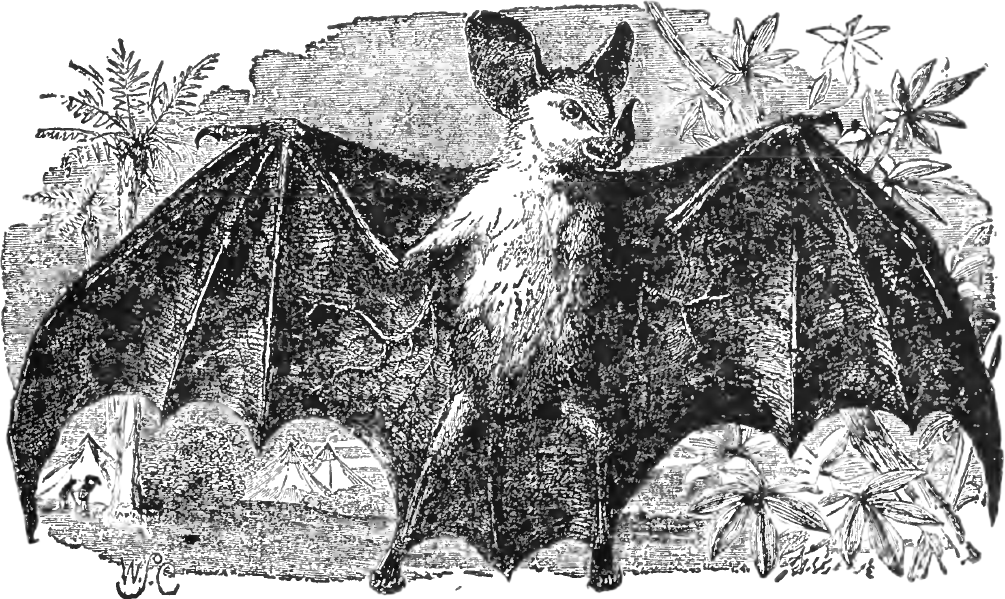 Vampire Bat Illustration