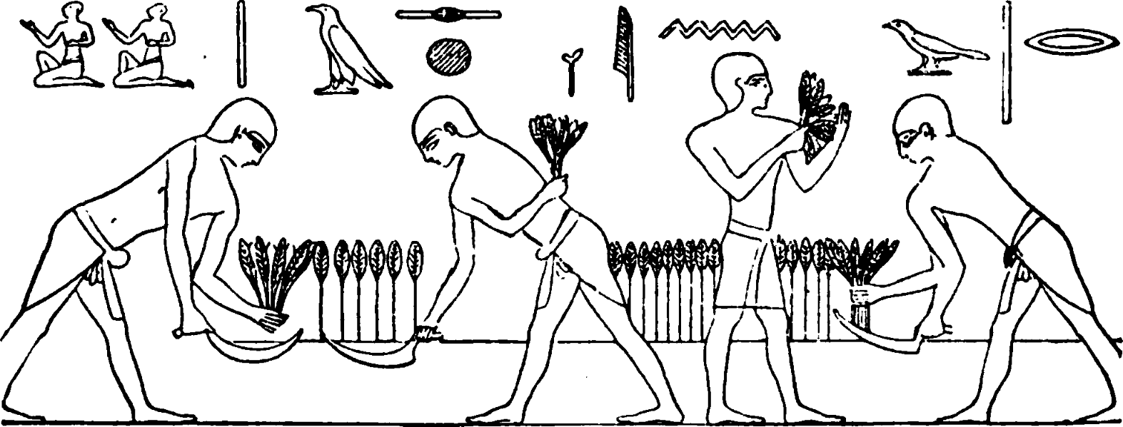 schistosome Egypt farming Illustration