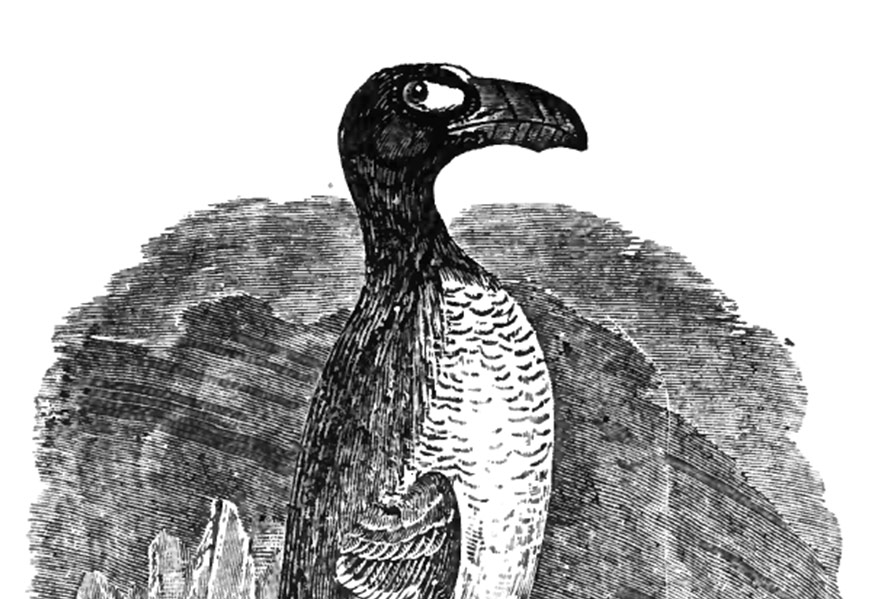 The Great Auk