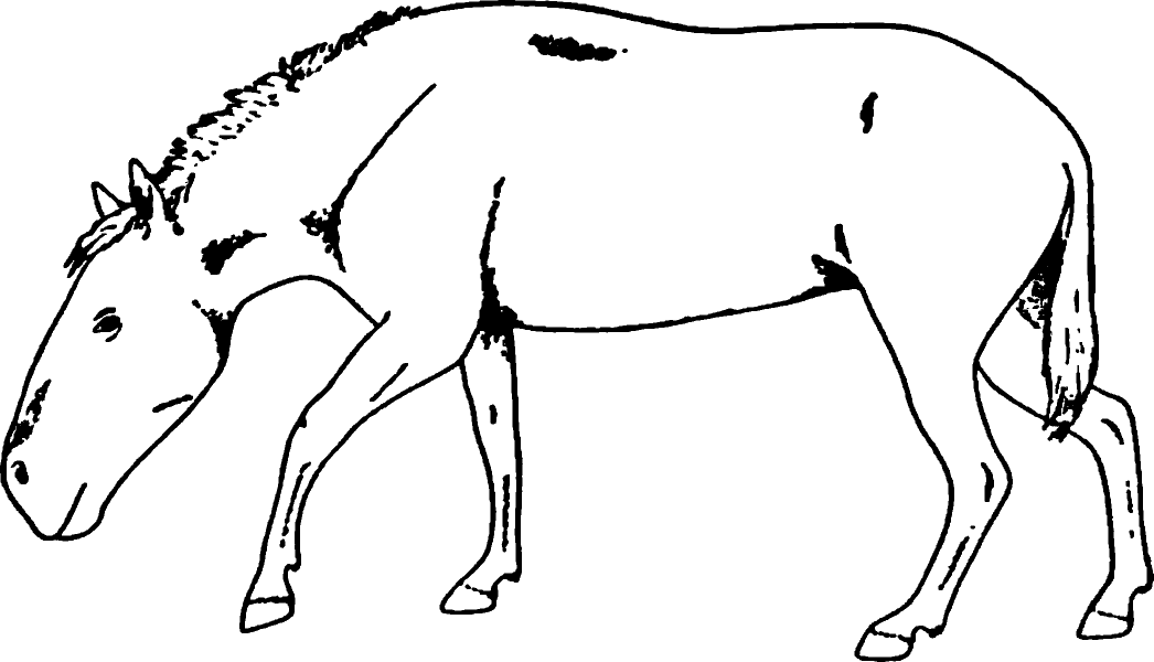 Horse