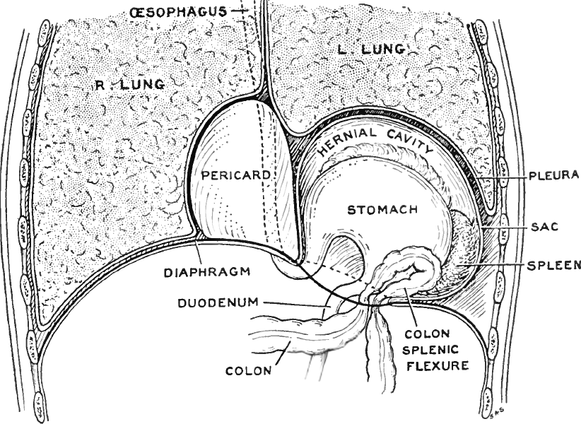 Human Organ Diagram