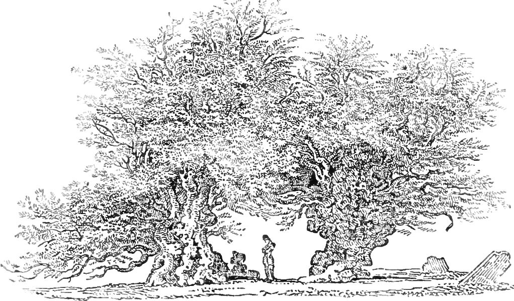 Age of Ancient Welsh Yew Tree Discovered