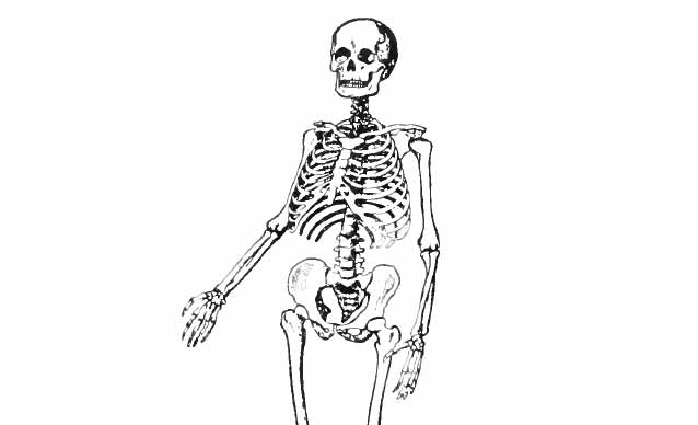 Diagram of a Human Skeleton