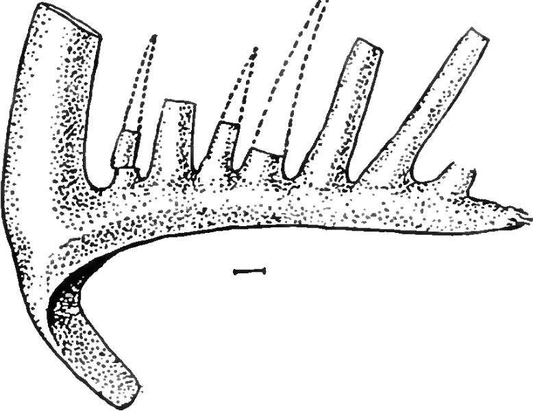 Fossil of annelid worm jaw