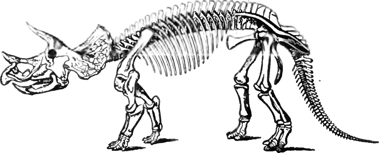 Relatives of the Triceratops Discovered