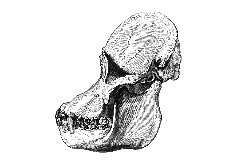 New Study on Mankind’s Road to Civilisation