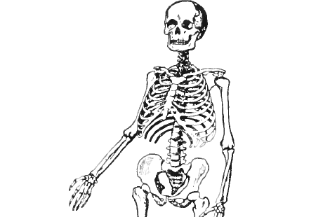 Old Skeleton