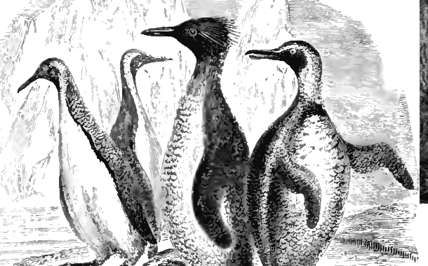 Prehistoric Penguins Found That Were as Large as Humans