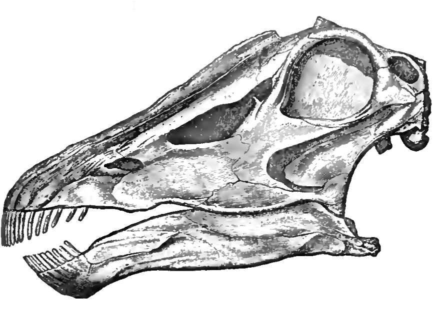 Dinosaur Skull