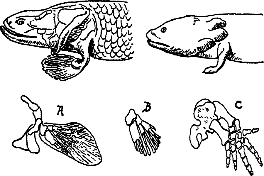 Development of Legs To Move On Land