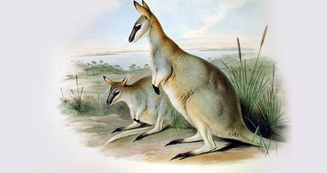 A modern kangaroo