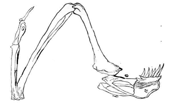 Bird wing skeleton
