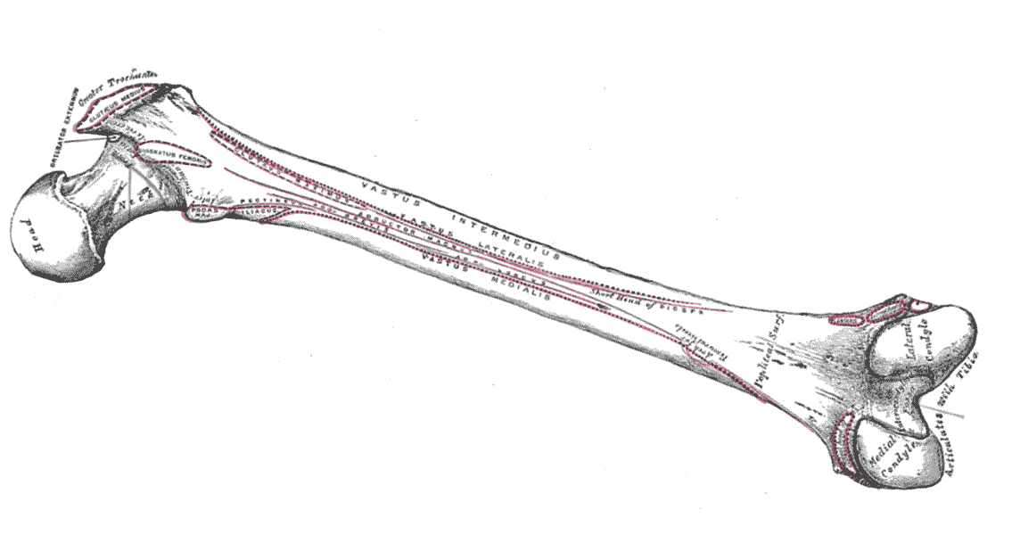 Human Thigh Bone