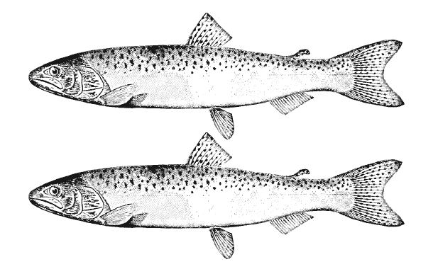 Salmon, the favourite meal of B.C. inhabitants