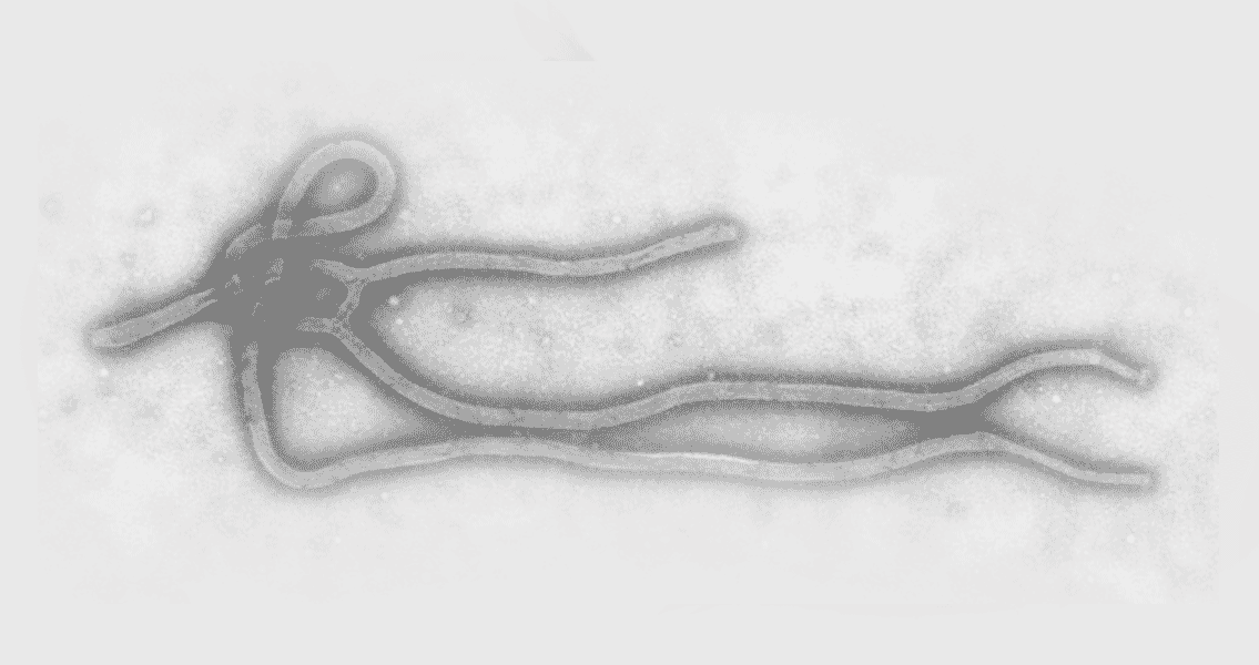 Ebola Virus