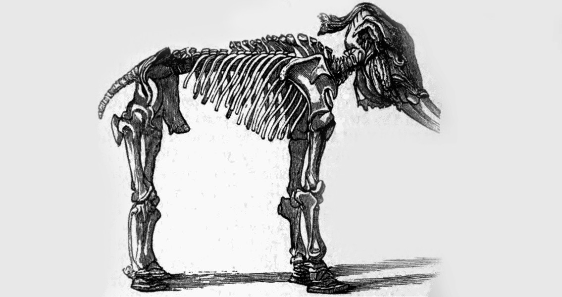 Mammoth Skeleton