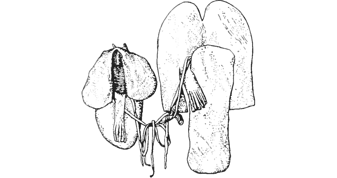 Hundreds of Ancient Moccasins Found in Utah Cave