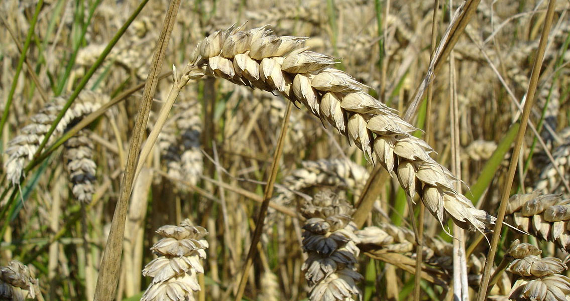 Wheat