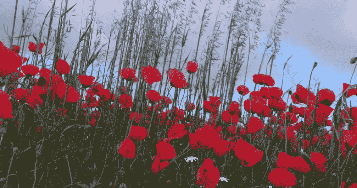 Wild Poppies