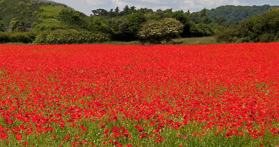 A Poppy Field