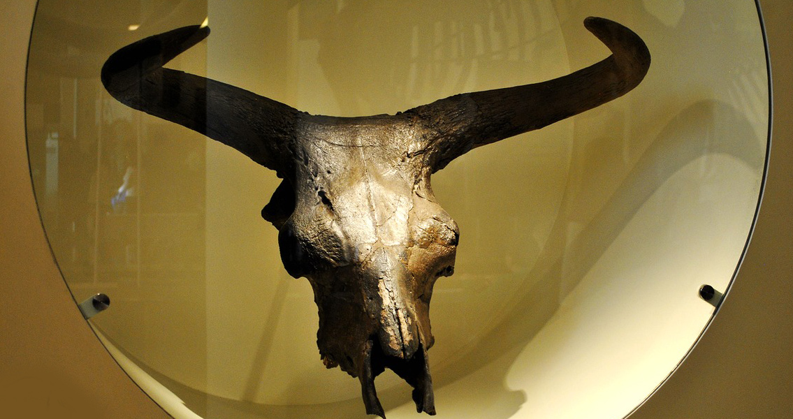 60,000-Year-Old Hunter Gatherers Slew Giant Aurochs
