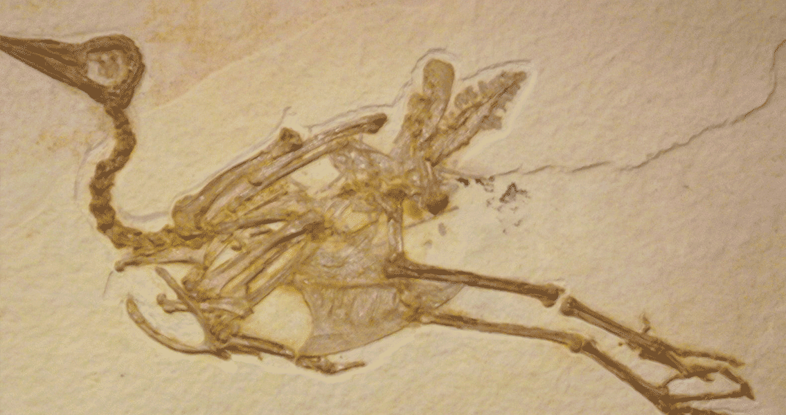 Bird Fossil