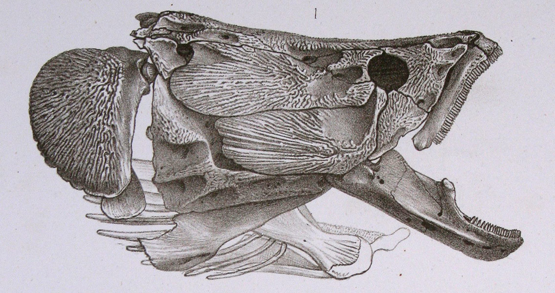New Discovery Shows Our Jawed Ancestors Didn't Kill Off Their Cousins, the Sea Did
