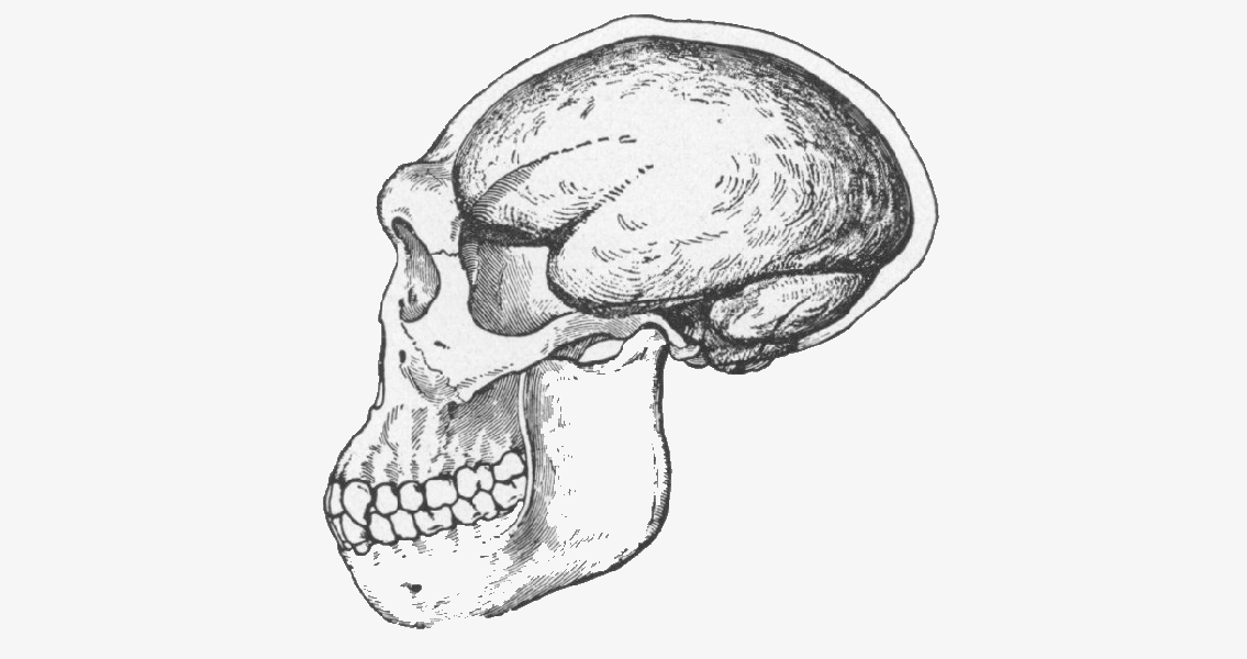 Homo erectus skull