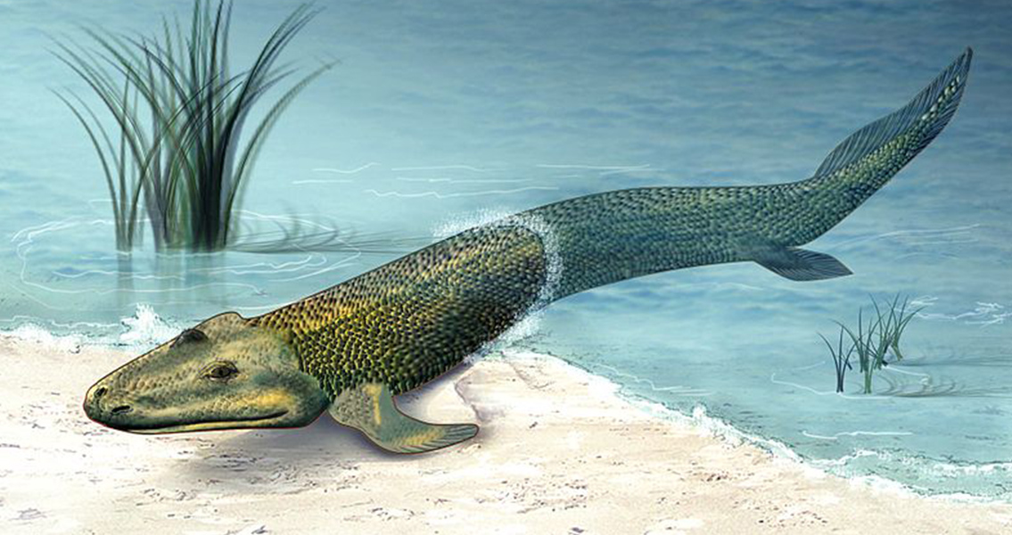 Tiktaalik Roseae Life