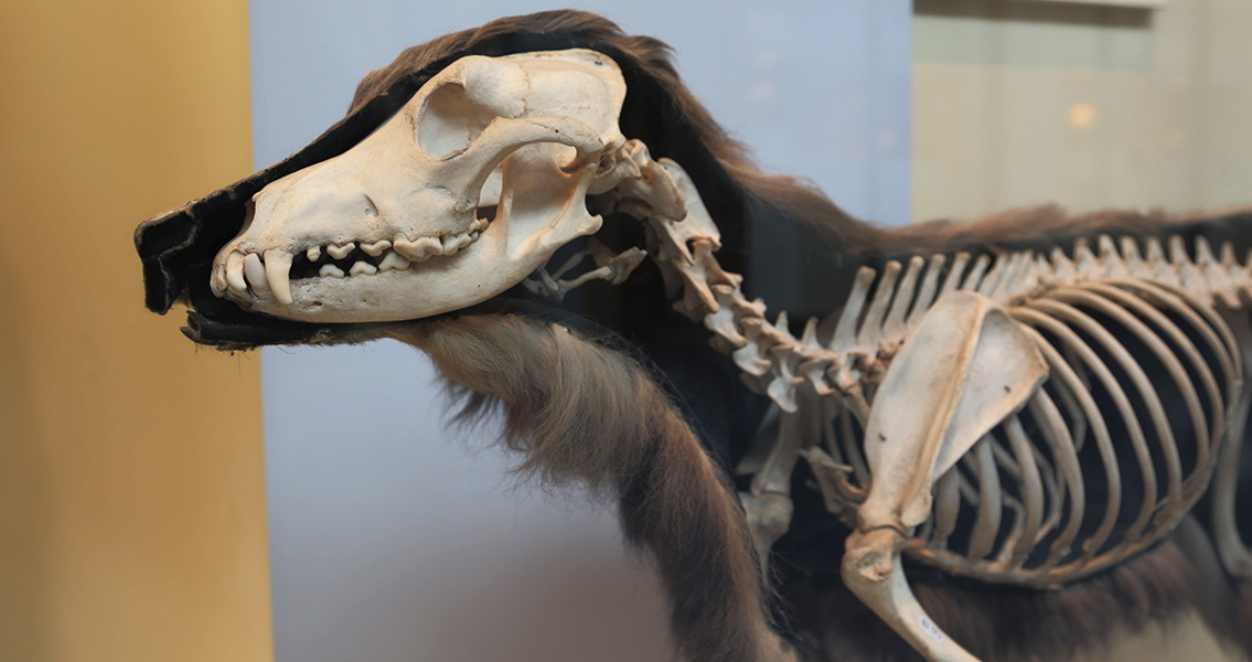 Domestic Dog Skeleton