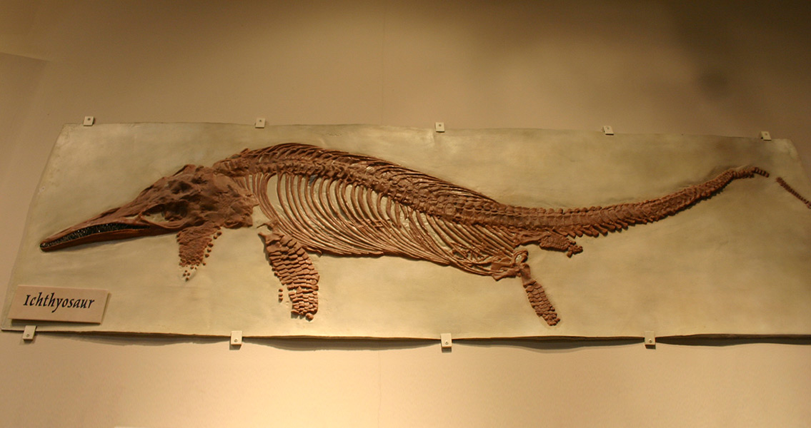 Fossil Icthyosaur