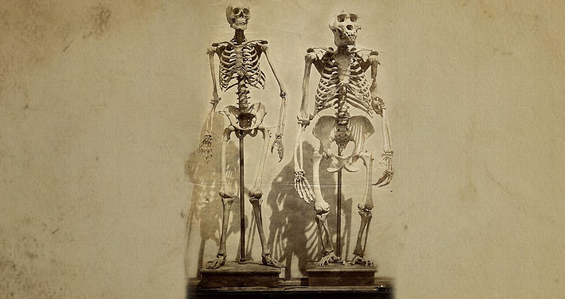 Human Skeleton Compared to Gorilla Skeleton