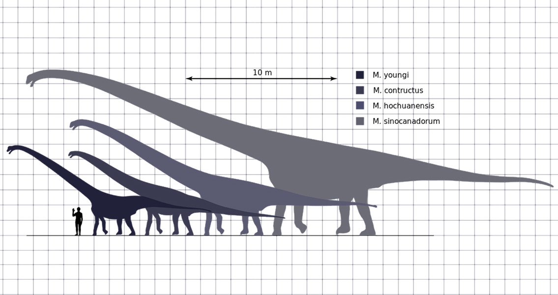 Mamenchisaurus scale