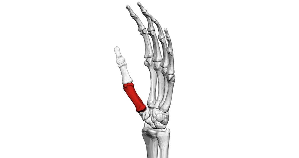 Early Hominin Hands Could Have Gripped Tools