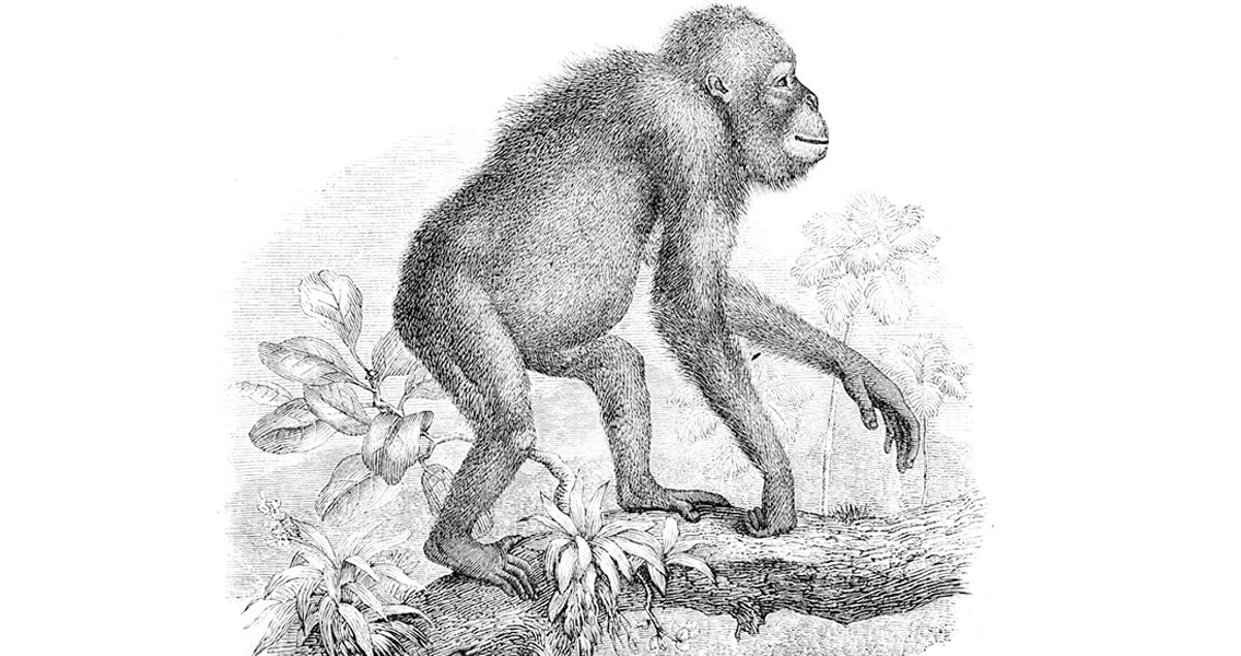 Apes and Orangutans Shed Light on the Origin of Language