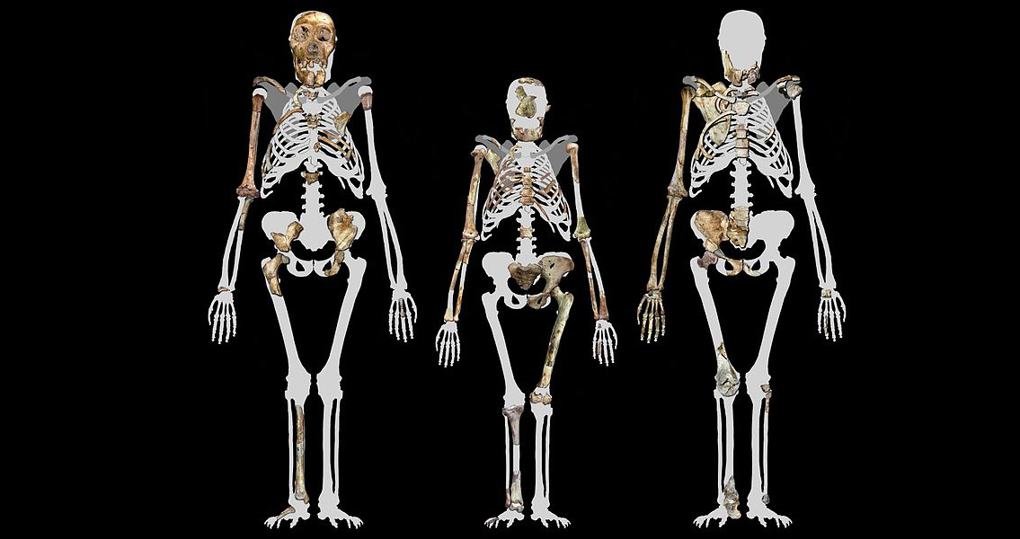 Hominin vs Human skeletons