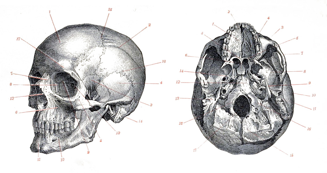 Stone Age Skull Shows Striking Diversity