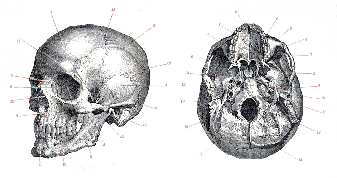 Homo sapien skulls