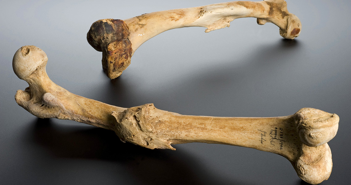 Elder bone. Old Bones, New Fire Miraculous Mule. 40,000-Year-old Bone Music.