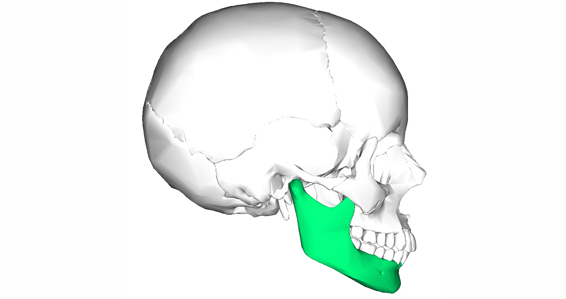 human mandible