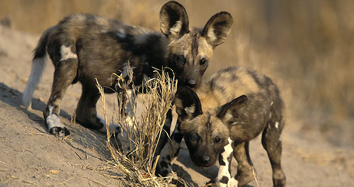 Pair of wild dogs