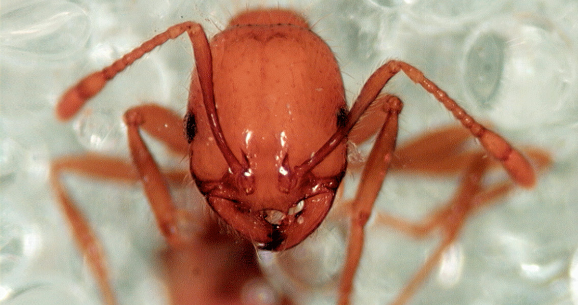 Tropical Fire Ant