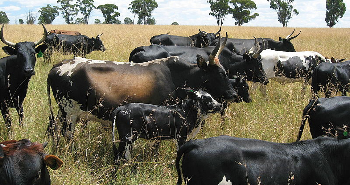 African cattle in grasslands