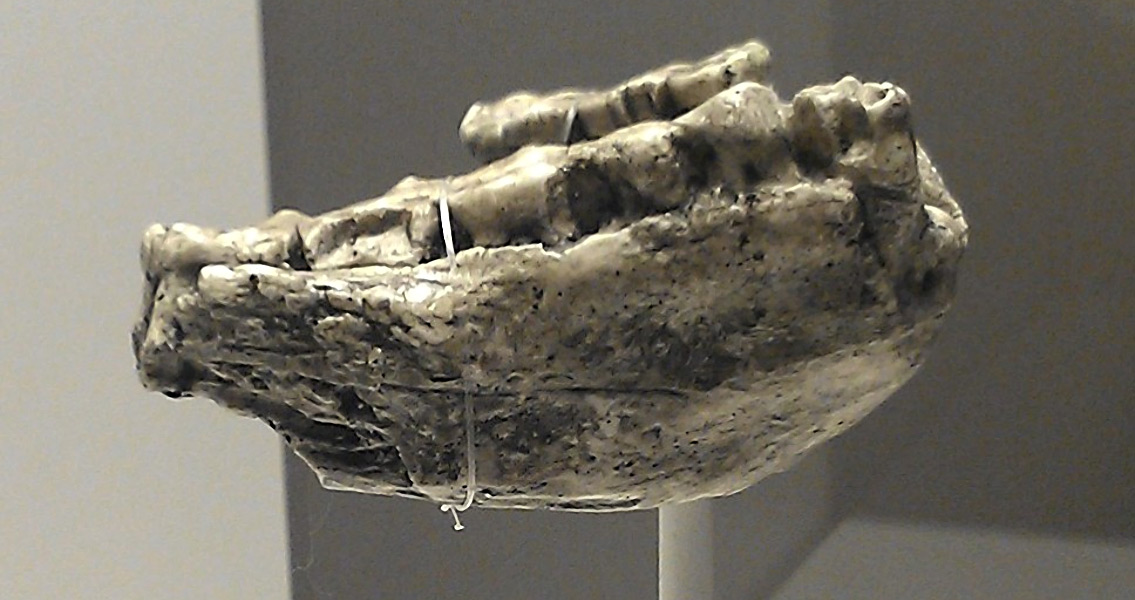 Australopithecus jawbone replica