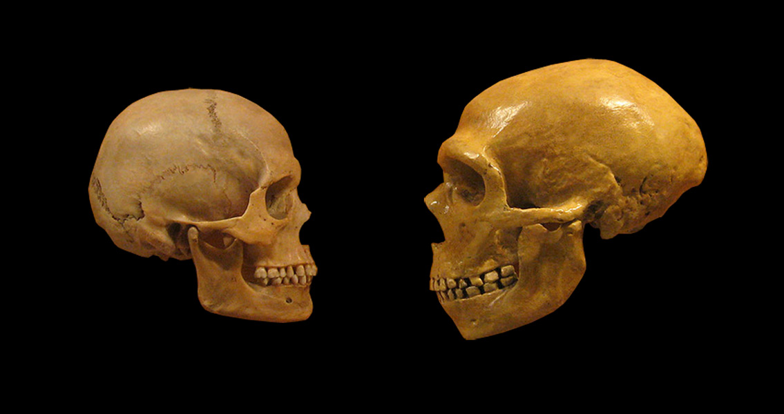 Comparison of Human and Neanderthal Skulls