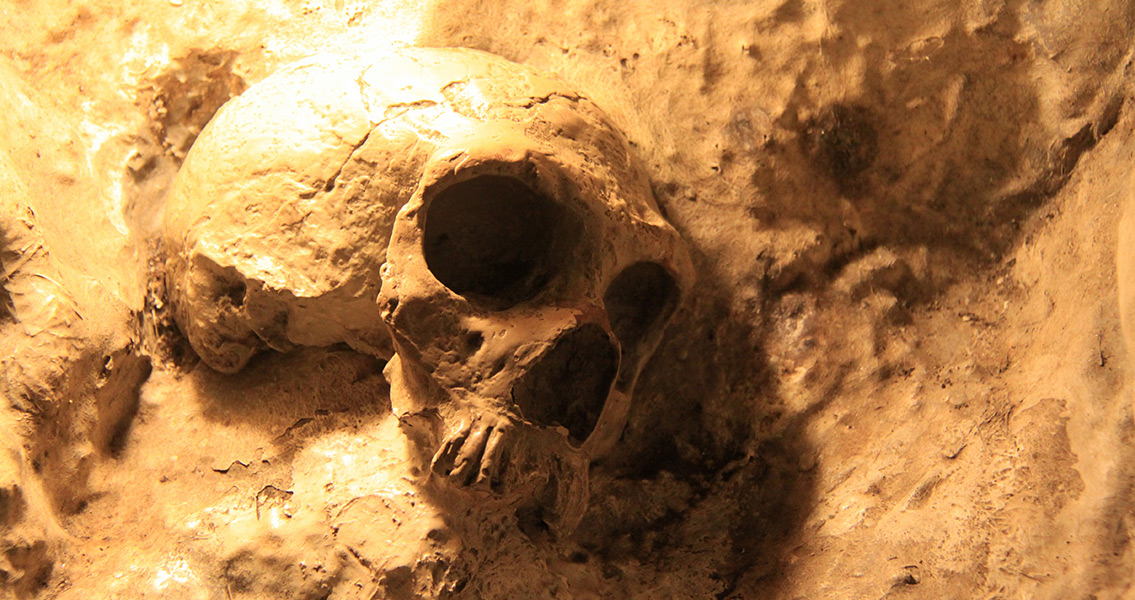 Neanderthal Skull