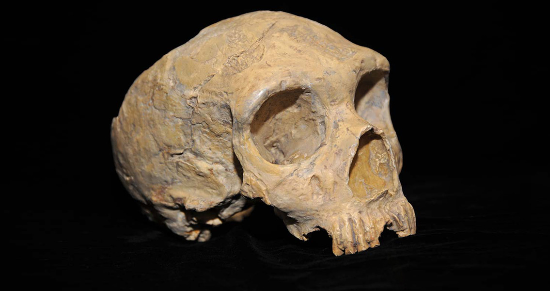 Neanderthal Gender Division of Labour Revealed