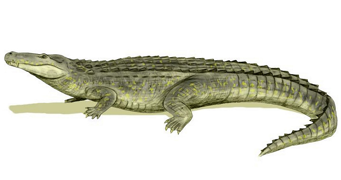 Late Miocene Caiman Had Strongest Jaws in History