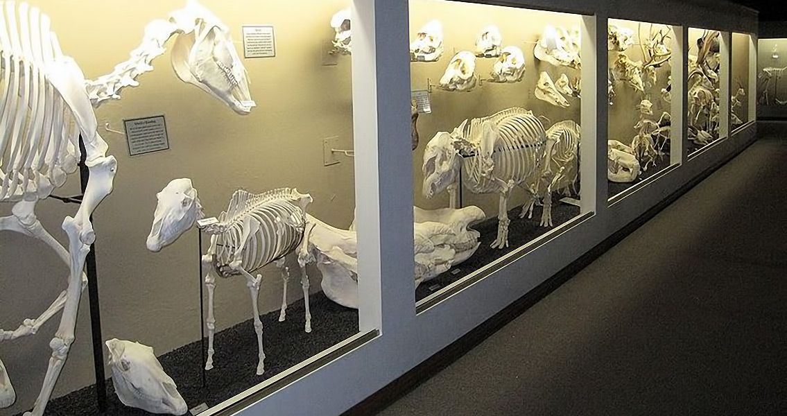 Ungulate Skeletons