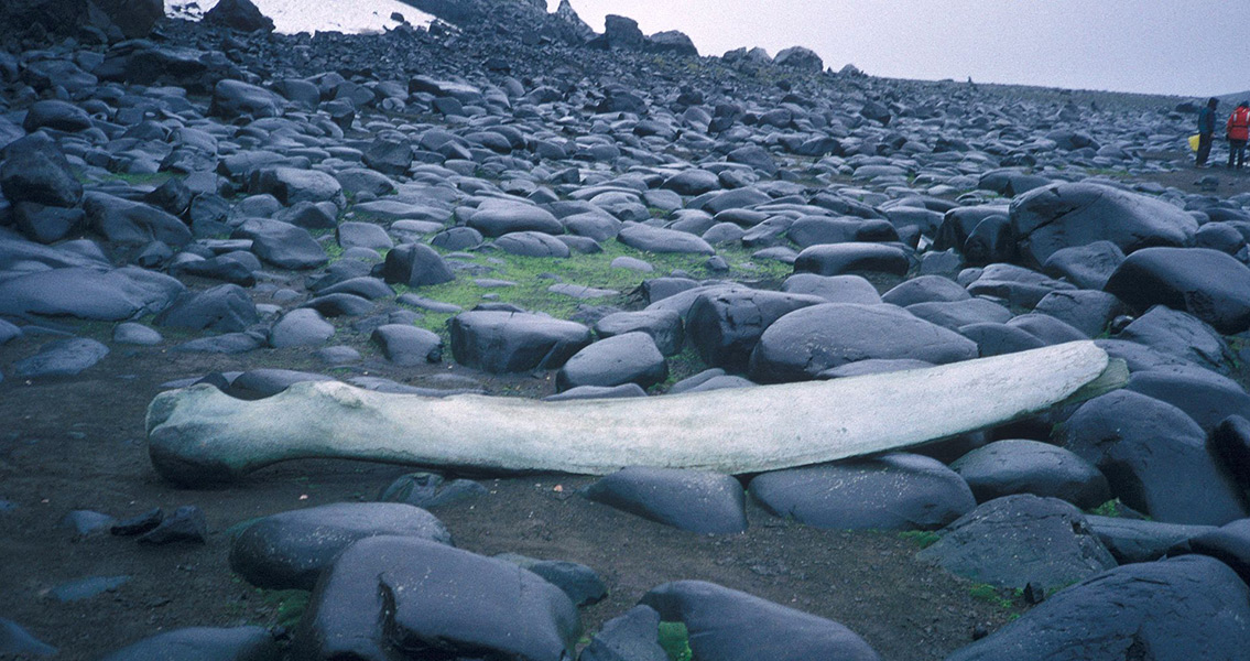 Ancient Whalebone Tells When East Africa Began to Rise